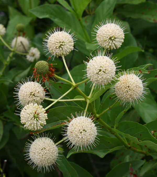 Buttonbush, Button Willow, Honey Bells