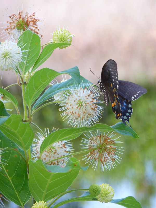 Buttonbush, Button Willow, Honey Bells