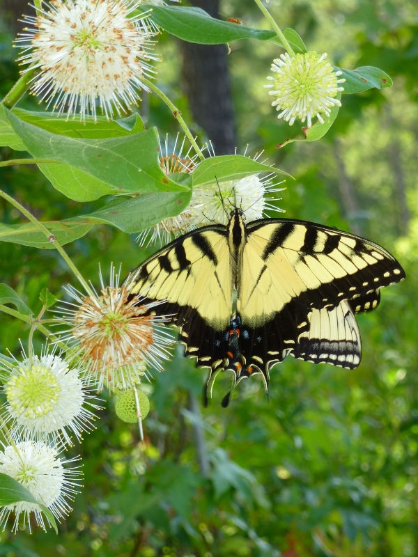 Buttonbush, Button Willow, Honey Bells