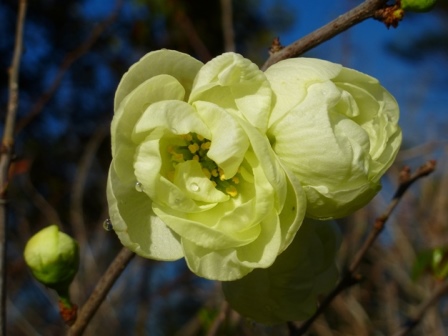 O Yashima Flowering Quince, Japanese Quince