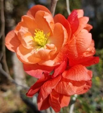 Chojuraku Double Orange Flowering Quince, Japanese Quince