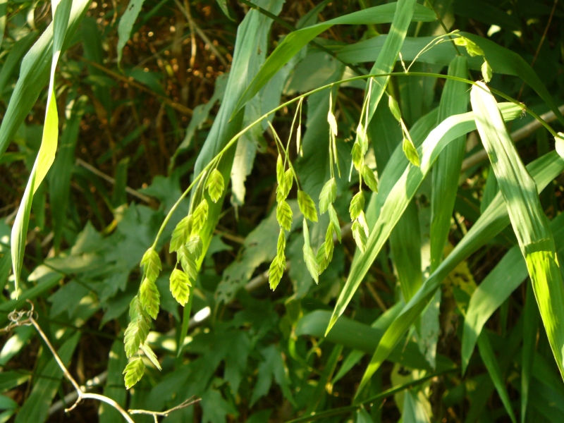 Inland Sea Oats, Indian Wood Oats, Northern Sea Oats, River Oats, Flathead Oats, Fish-On-A-Fishing Pole, Wild Oats