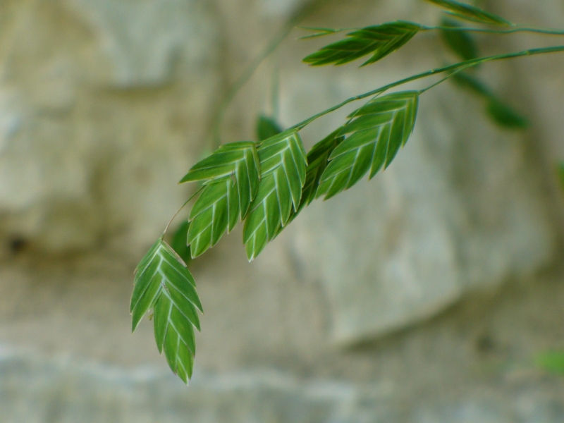Inland Sea Oats, Indian Wood Oats, Northern Sea Oats, River Oats, Flathead Oats, Fish-On-A-Fishing Pole, Wild Oats