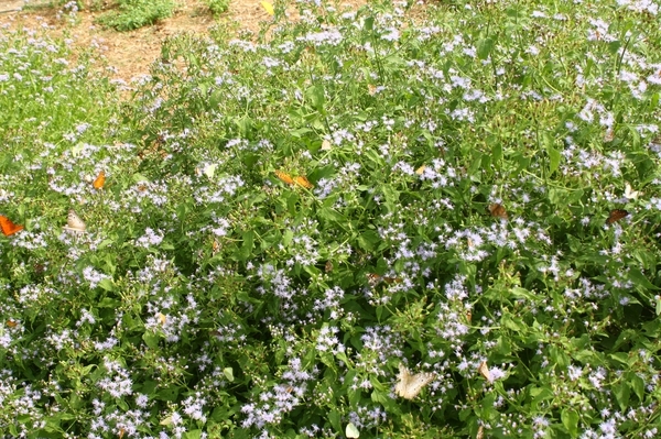 Crucita, Jack in the Bush, Fragrant Mist Flower, Blue Mist Flower