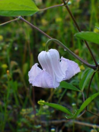 Swamp Leather Flower Clematis, Blue Jasmine, Curly Clematis, Marsh Flower