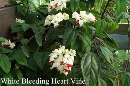 White Bleeding Heart Vine