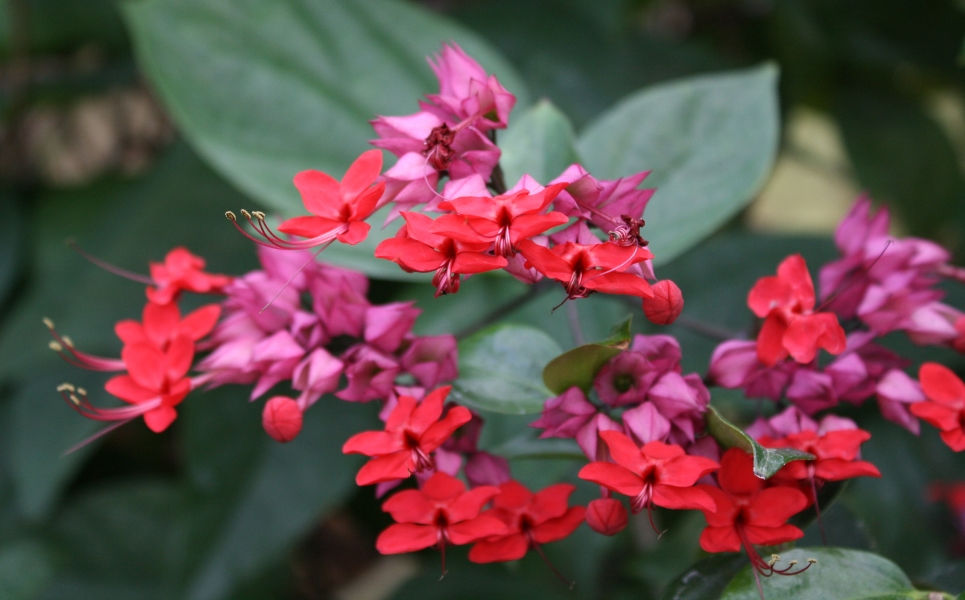 Red Bleeding Heart Vine