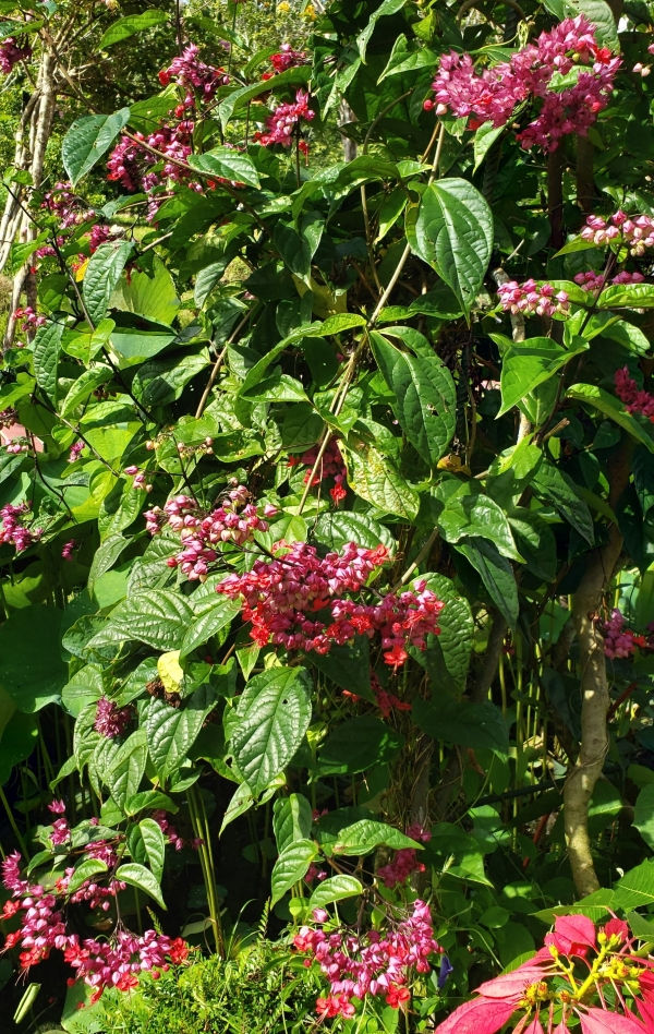Red Bleeding Heart Vine