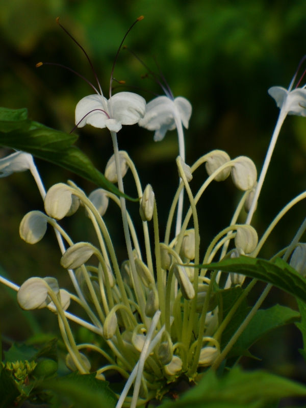 Musical Notes Clerodendrum, Witch's Tongue, Do Re Mi Plant, Morning Kiss