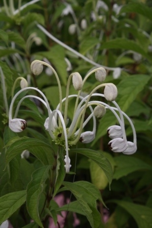 Musical Notes Clerodendrum