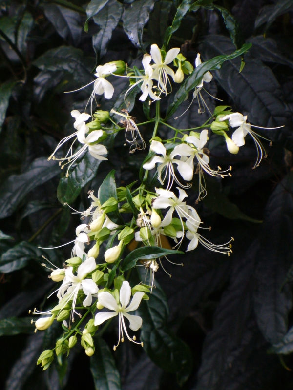 Nodding Clerodendrum, Bridal Veil, Wallich's Glorybower, Nutan Bleeding Heart