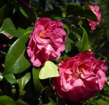 Marie Bracy Camellia, Spellbound Camellia