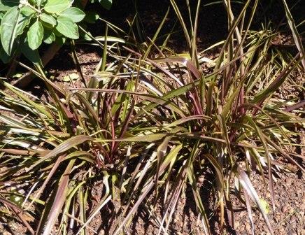 Baby Burgundy Crinum Lily, Menehune Crinum Lily