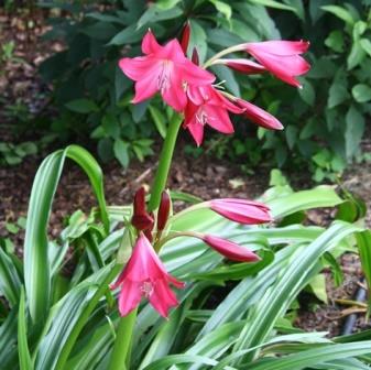 Ellen Bosanquet Red Crinum Lily