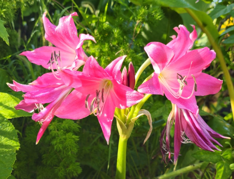 Ellen Bosanquet Red Crinum Lily