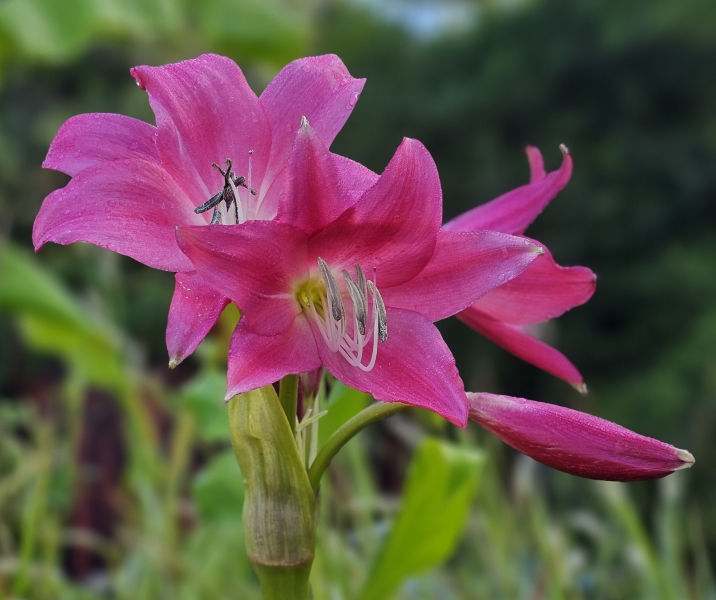 Ellen Bosanquet Red Crinum Lily