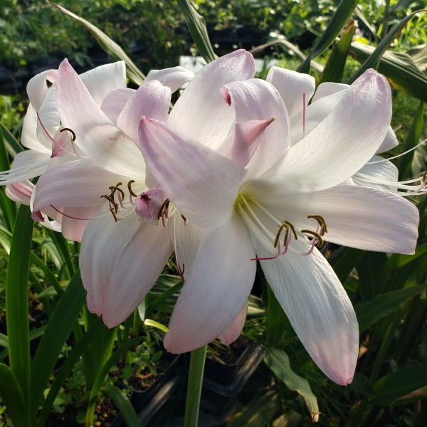 Infusion Crinum Lily