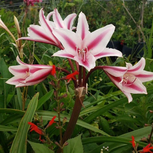 Old Milk and Wine Crinum Lily