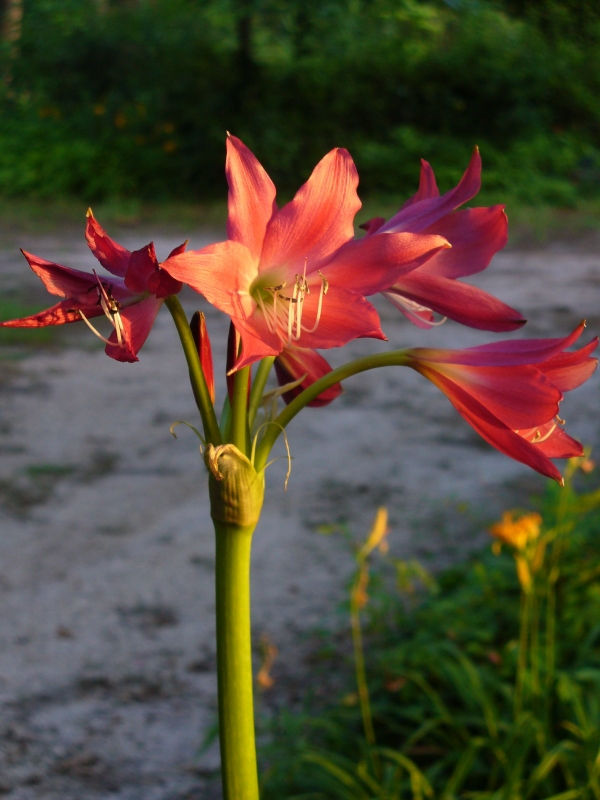 Ellen Bosanquet Red Crinum Lily