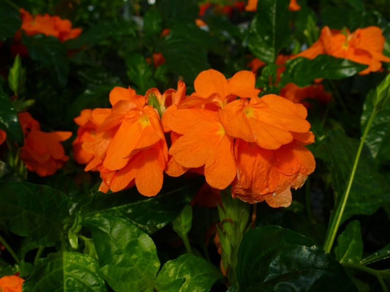 Apricot Sun Firecracker Flower, Crossandra