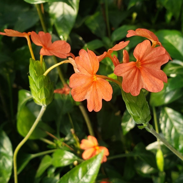 Florida Flame Firecracker Flower, Crossandra