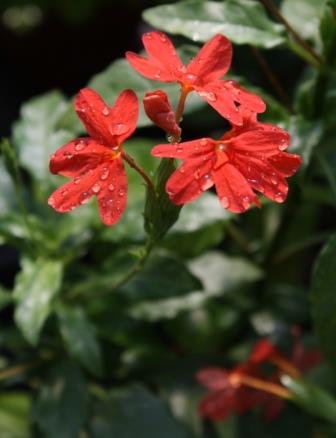Nile Queen Red Firecracker Flower, Crossandra