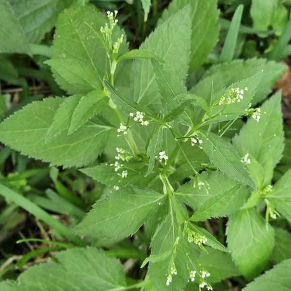 Wild Chervil, Canadian Honewort