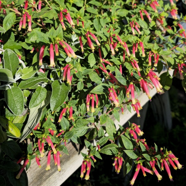 Honeybells™ Cigar Plant, Cuphea
