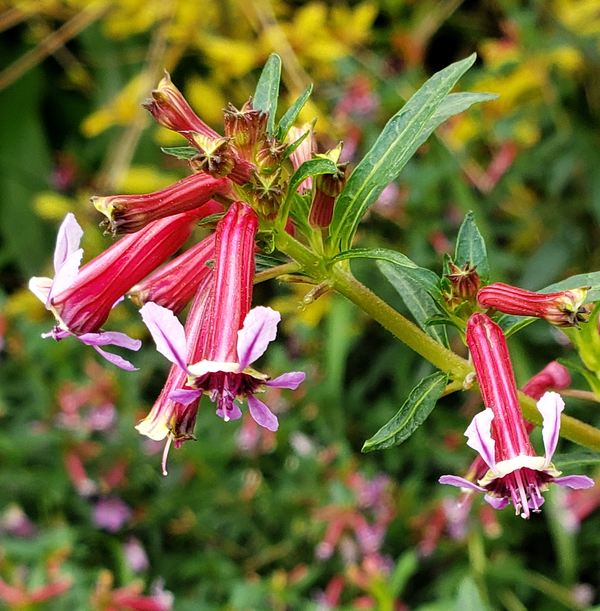 Starfire Pink Cigar Plant, Cuphea, Batface