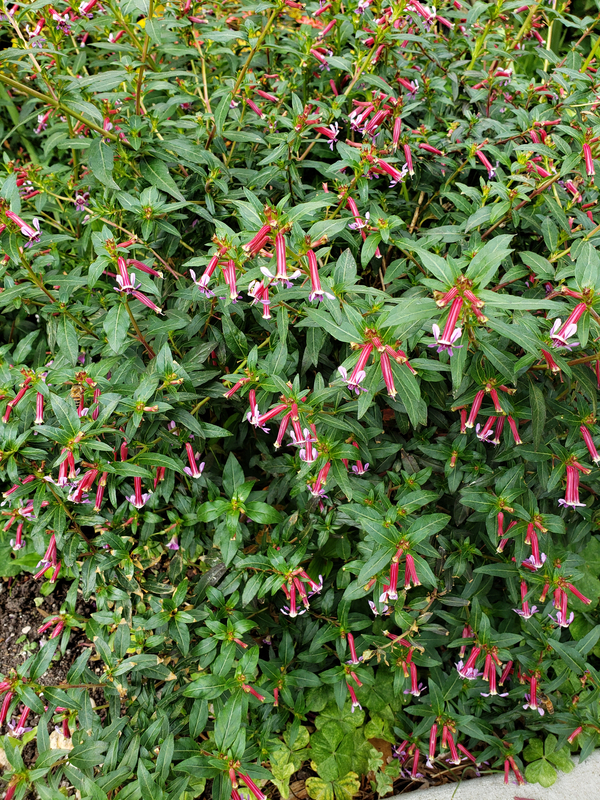 Starfire Pink Cigar Plant, Cuphea, Batface