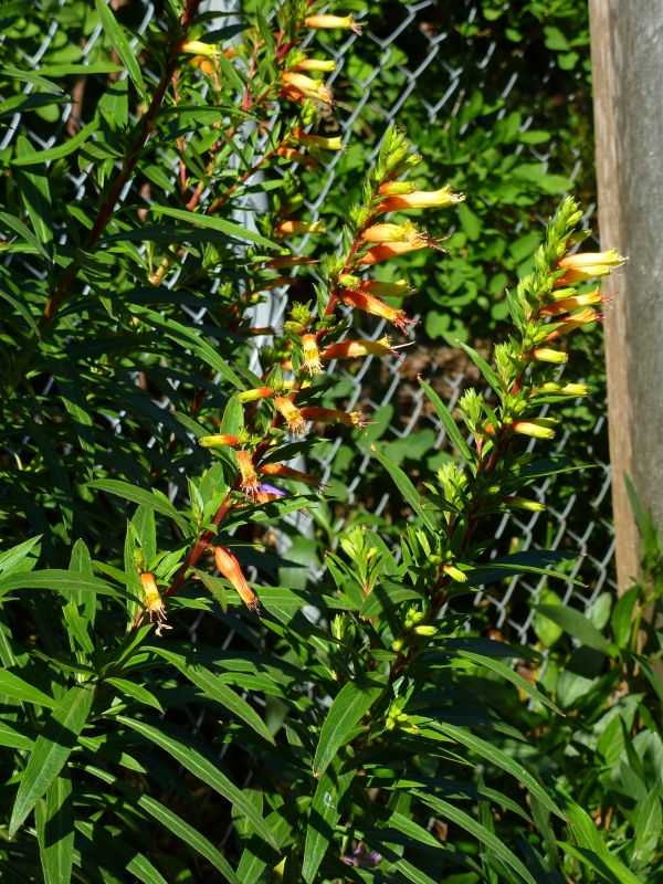 Giant Cigar Plant, Candy Corn Plant, Mexican Giant Cigar
