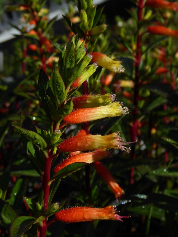 Giant Cigar Plant, Candy Corn Plant, Mexican Giant Cigar