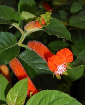 Orange Batface Cuphea, Christmas Cigar Flower, Salvadoran Cigar Plant, Orange Batface