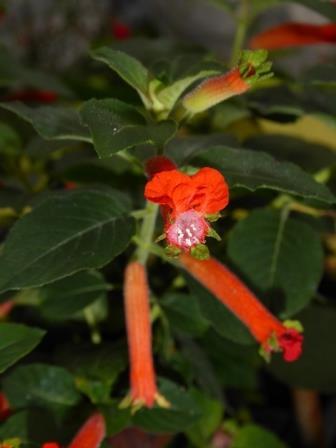 Orange Batface Cuphea, Christmas Cigar Flower, Salvadoran Cigar Plant, Orange Batface