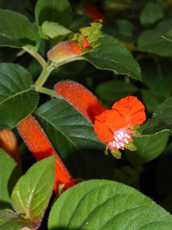 Orange Batface Cuphea, Christmas Cigar Flower, Salvadoran Cigar Plant, Orange Batface