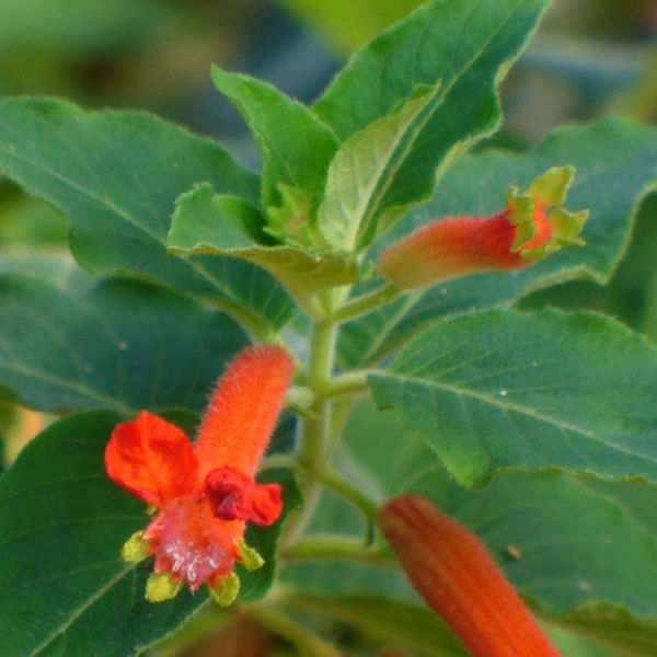 Orange Batface Cuphea, Christmas Cigar Flower, Salvadoran Cigar Plant, Orange Batface