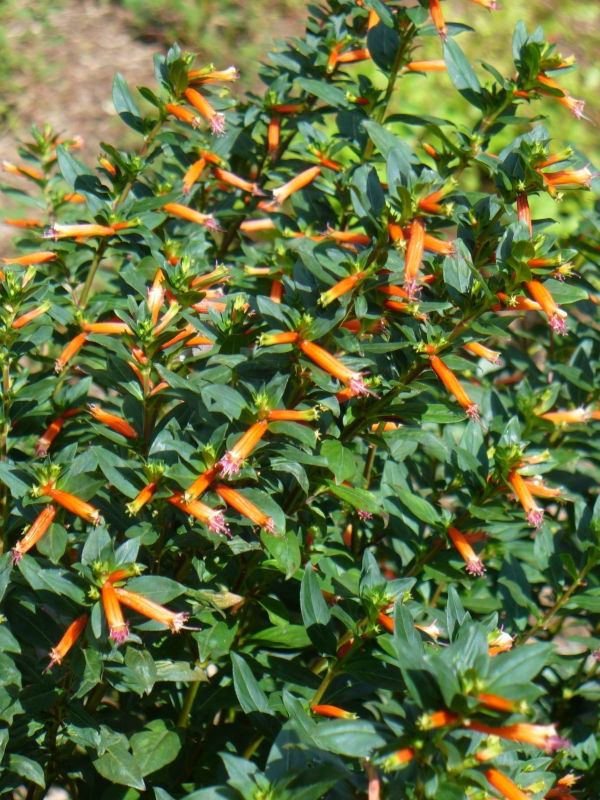 David Verity Cigar Plant, Cuphea