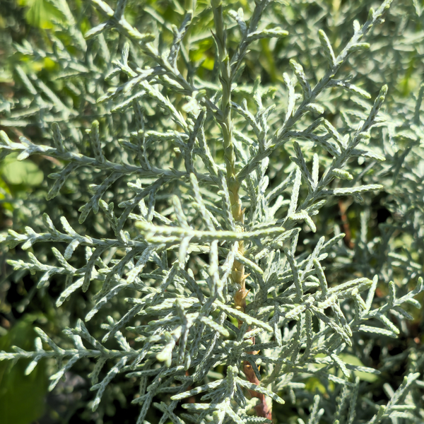 Blue Ice Arizona Cypress