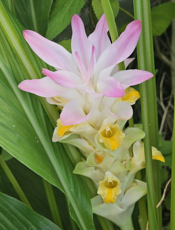 Queen Lily, Common Hidden Ginger, Jewel of Thailand, Hidden Lily