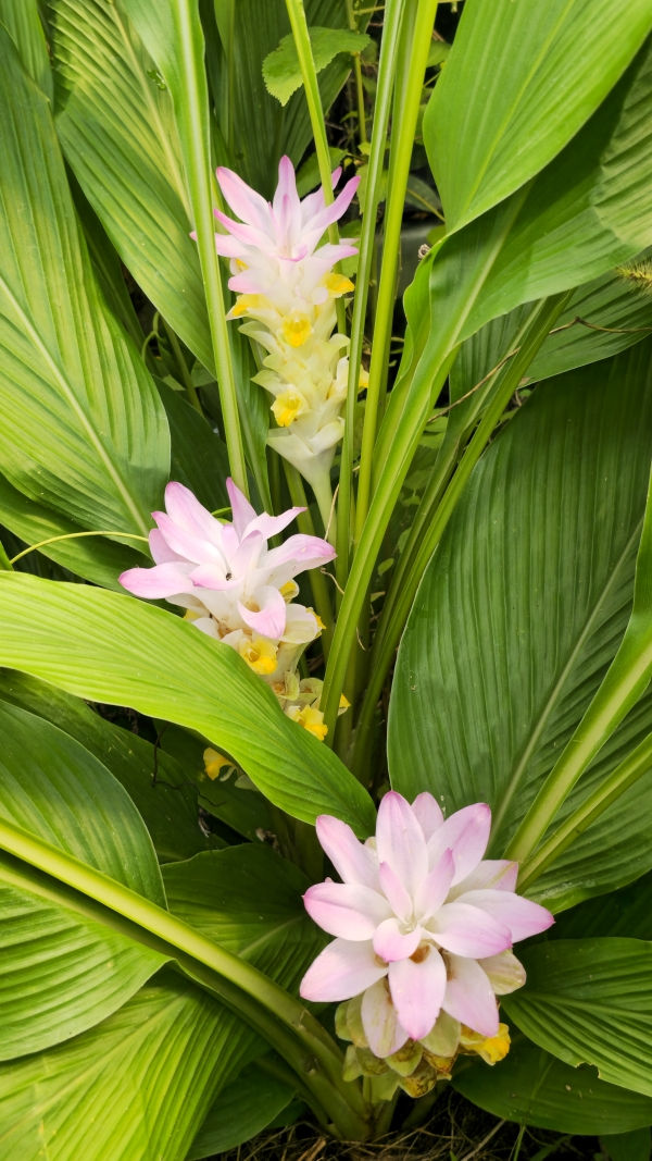 Queen Lily, Common Hidden Ginger, Jewel of Thailand, Hidden Lily