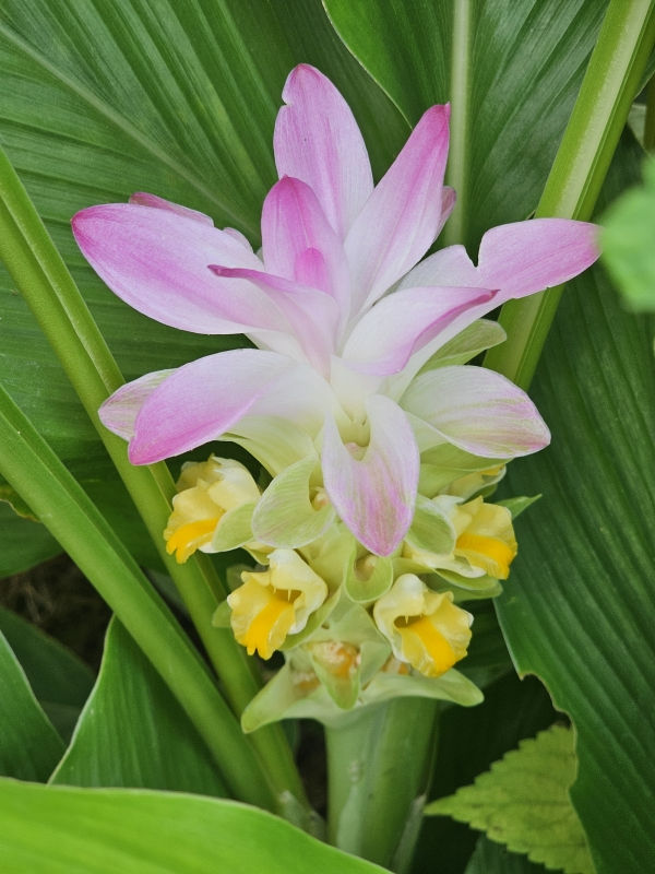 Queen Lily, Common Hidden Ginger, Jewel of Thailand, Hidden Lily