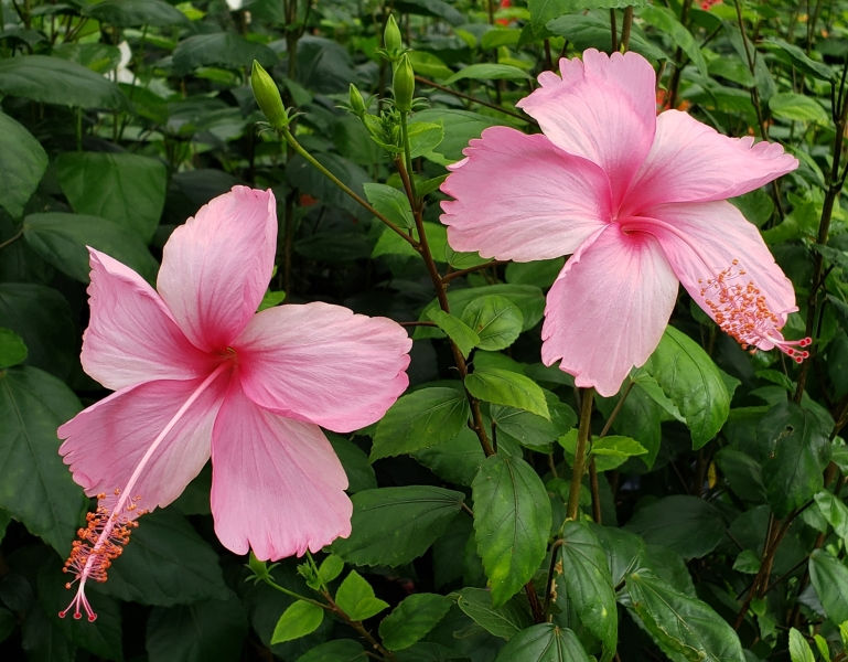 Dainty Pink Hibiscus, La France Hibiscus