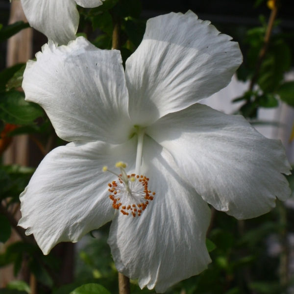 Dainty White, White Swan Hibiscus