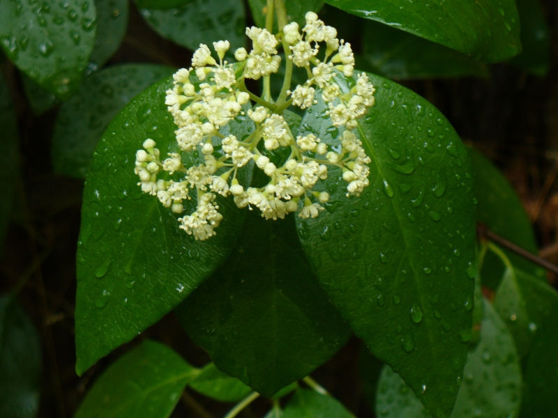 Climbing Hydrangea, Woodvamp, Decumaria