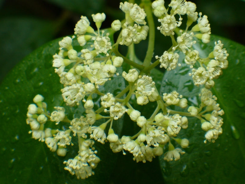 Climbing Hydrangea, Woodvamp, Decumaria