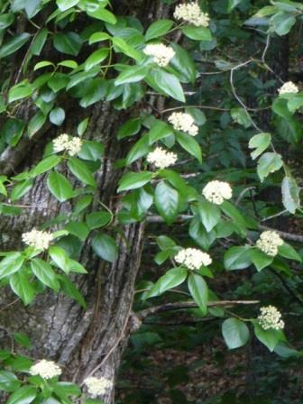 Climbing Hydrangea, Woodvamp, Decumaria