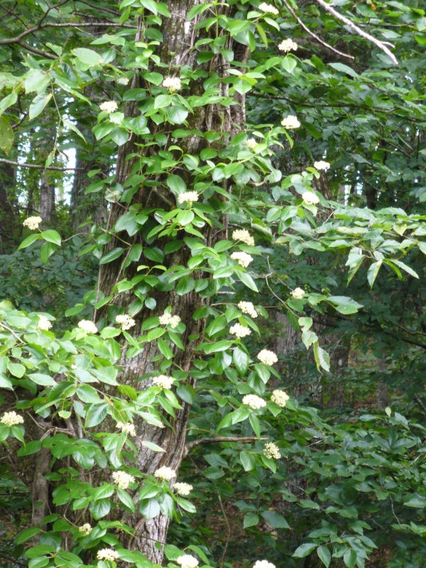 Climbing Hydrangea, Woodvamp, Decumaria