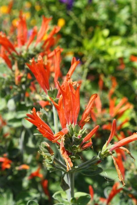 Hummingbird Plant, Uraguayan Firecracker Plant, King's Crown, Wooly Honeysuckle, Velvet Honeysuckle