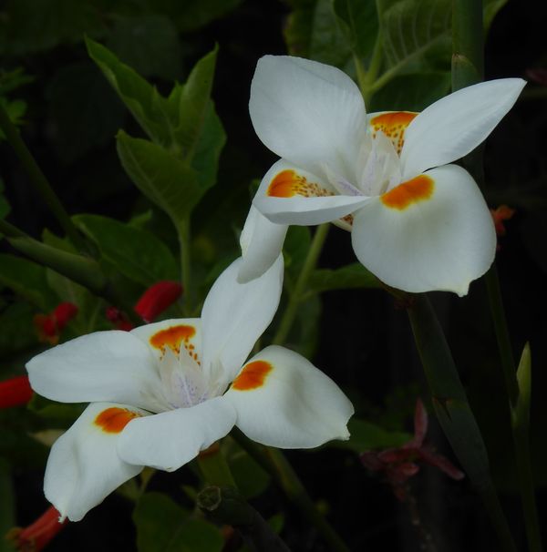 Orange Drop Hybrid African Iris, Fortnight Lily, Fortnight Iris