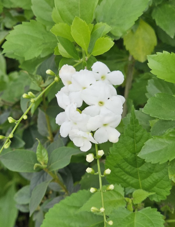 White Sky Flower, Golden Dewdrop